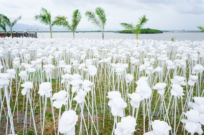 Close-up of white flowers blooming on field