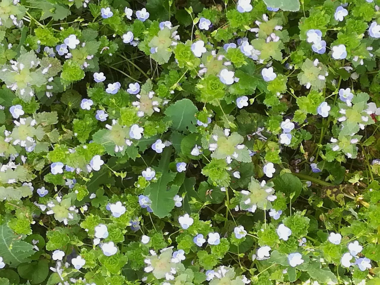 FULL FRAME SHOT OF WHITE FLOWERING PLANT