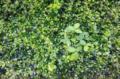 Low angle view of trees