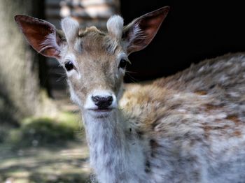 Close-up portrait of deer