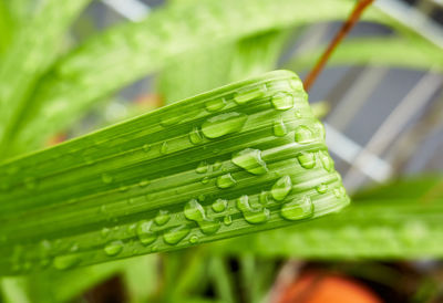 Close-up of fresh green leaves on field