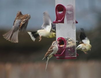 Close-up of birds flying