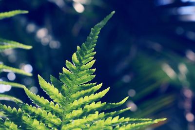 Close-up of fern leaves