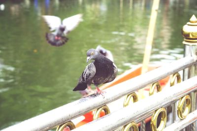 High angle view of bird perching on railing