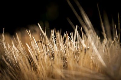 Close-up of wheat plants at night