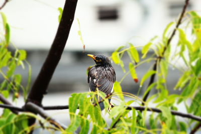 Bird perching on branch