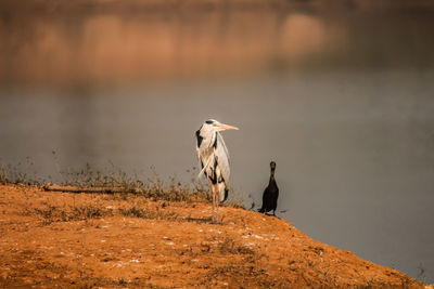 Two birds perching on rock