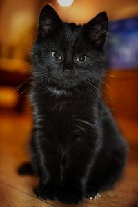 Portrait of black cat sitting on table