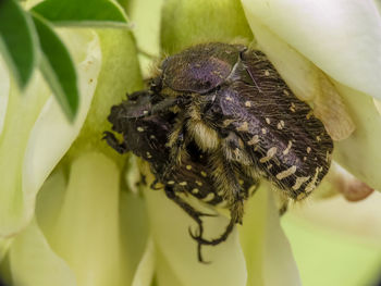 Close-up of butterfly pollinating on flower