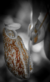 Close-up of plant against blurred background