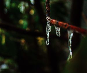 Close-up of raindrops on frozen plant