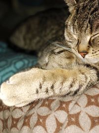Close-up of cat sleeping on bed