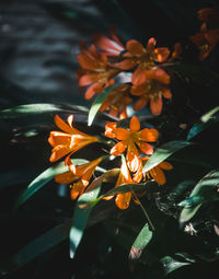 Close-up of flowering plant