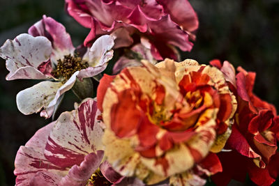 Close-up of flowers blooming outdoors