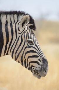 Close-up of zebra