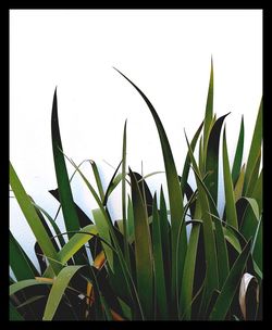 Close-up of fresh plants against clear sky