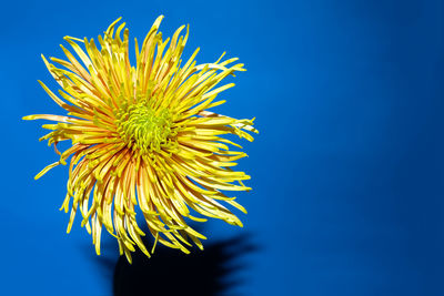 Yellow aster flower with sharp shadow against deep blue background.aesthetic blooming. copy space