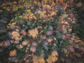 High angle view of flowering plants on field