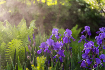 Close-up of purple flowering plants