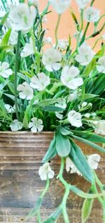 Close-up of potted plant