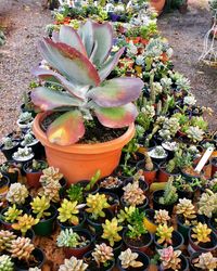 High angle view of potted plants growing in greenhouse