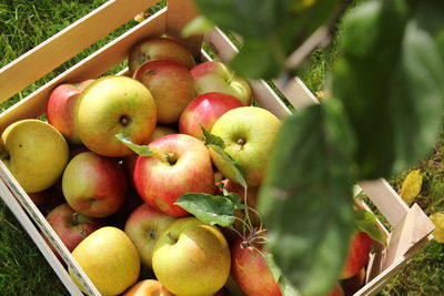 Close-up of apples in container