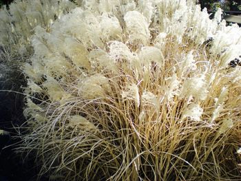 Close-up of white flowers