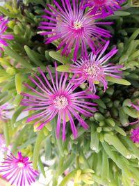 Close-up of purple flowers blooming outdoors