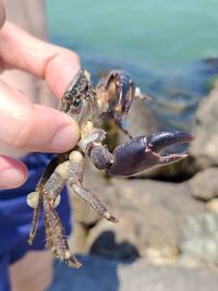 Close-up of hand holding crab