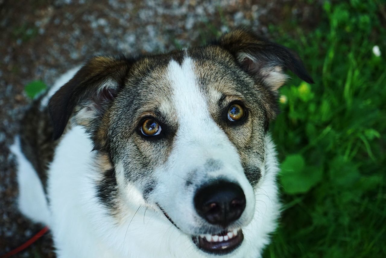 one animal, animal themes, animal, mammal, canine, dog, domestic, domestic animals, pets, looking at camera, vertebrate, portrait, animal body part, focus on foreground, close-up, no people, day, animal head, land, nature, animal eye, snout, whisker, animal mouth