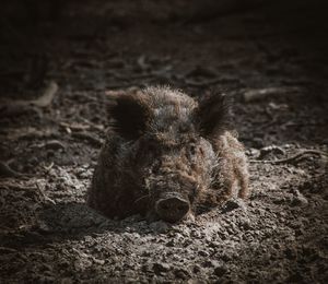 View of a wild boar on field