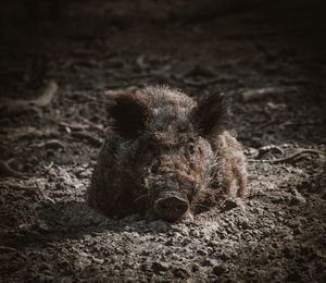 View of an animal on field