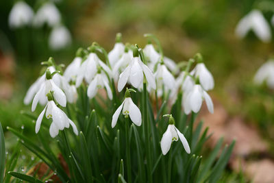 Close-up of white flowering plants on field