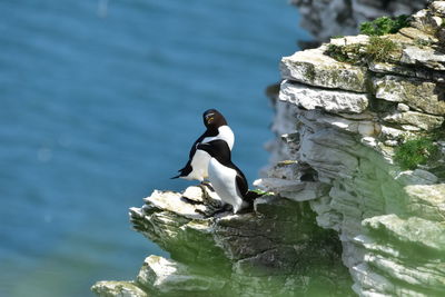 Full length of a bird on rock