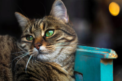 Close-up portrait of a cat looking away