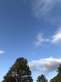 Low angle view of trees against blue sky