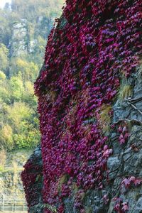 Close-up of tree against mountain