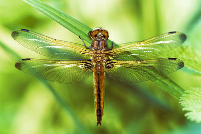 Close-up of damselfly on plant