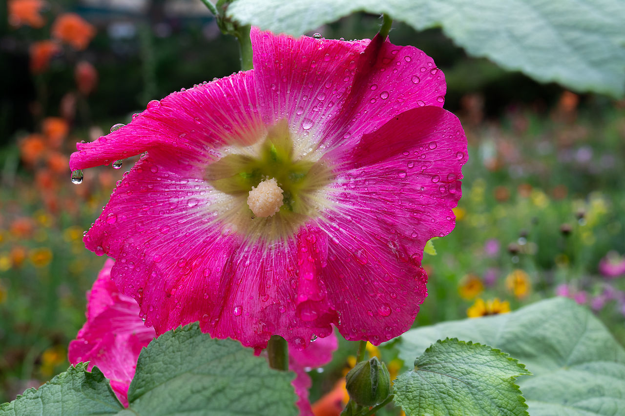 CLOSE-UP OF WET PINK FLOWERING PLANTS