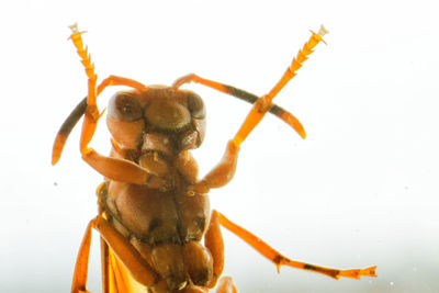 Close-up of spider on white background