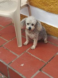High angle portrait of dog