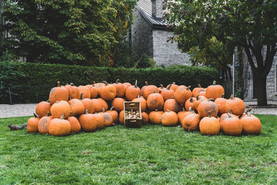 Stack of pumpkins on field