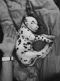 Close-up of dog sticking out tongue