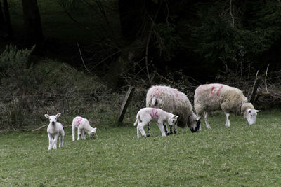 Ewes and lambs in a field