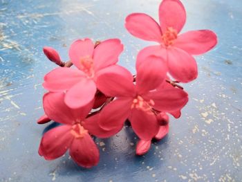 High angle view of pink flowering plant