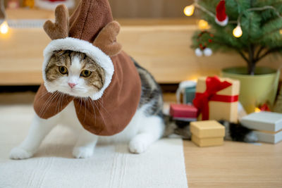 Close-up of cat on table