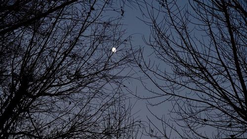 Low angle view of bare tree against sky