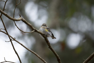 Low angle view of bird perching on branch