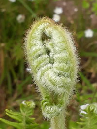 Close-up of dandelion on field