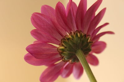 Close-up of pink flower